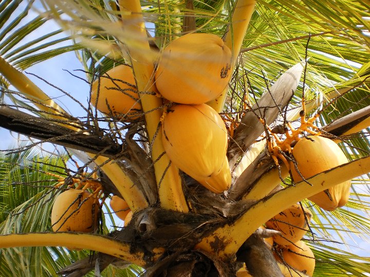 Drinking coconuts.JPG - Drinking coconut